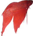 ImageBetta